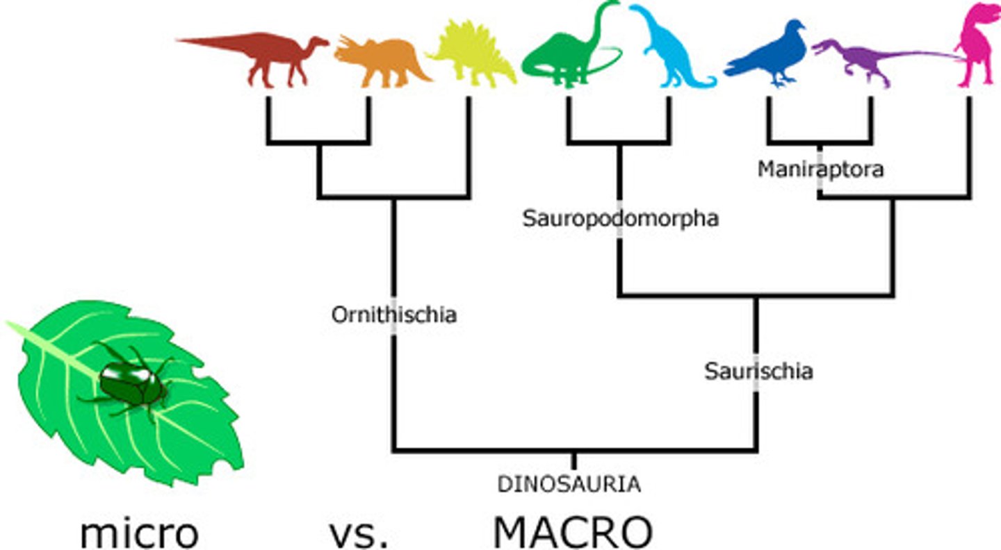 <p>-Macroevolution is evolution on a grand scale — what we see when we look at the over-arching history of life: stability, change, lineages arising, and extinction.</p><p>-Macroevolutionary studies focus on change that occurs at or above the level of species, in contrast with microevolution,which refers to smaller evolutionary changes (typically described as changes in allele frequencies) within a species or population.</p><p>*** (Mutation + Gene Flow + Genetic Drift + Natural Selection) + 3.8 Billion Years = Macroevolution</p><p>***Speciation bridges microevolution to macroevolution</p>