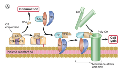 <ol><li><p>C5 gets cleaved into C5a &amp; C5b</p><ul><li><p>C5a is a potent pro-inflammatory factor</p></li></ul></li><li><p>C5b is stuck on the cell/microbe surface and initiates the assembly of the MAC (C5b, C6, C7, C8, C9)</p></li><li><p>MAC generates pores in membrane leading to cell lysis by osmotic shock</p></li></ol><p></p>
