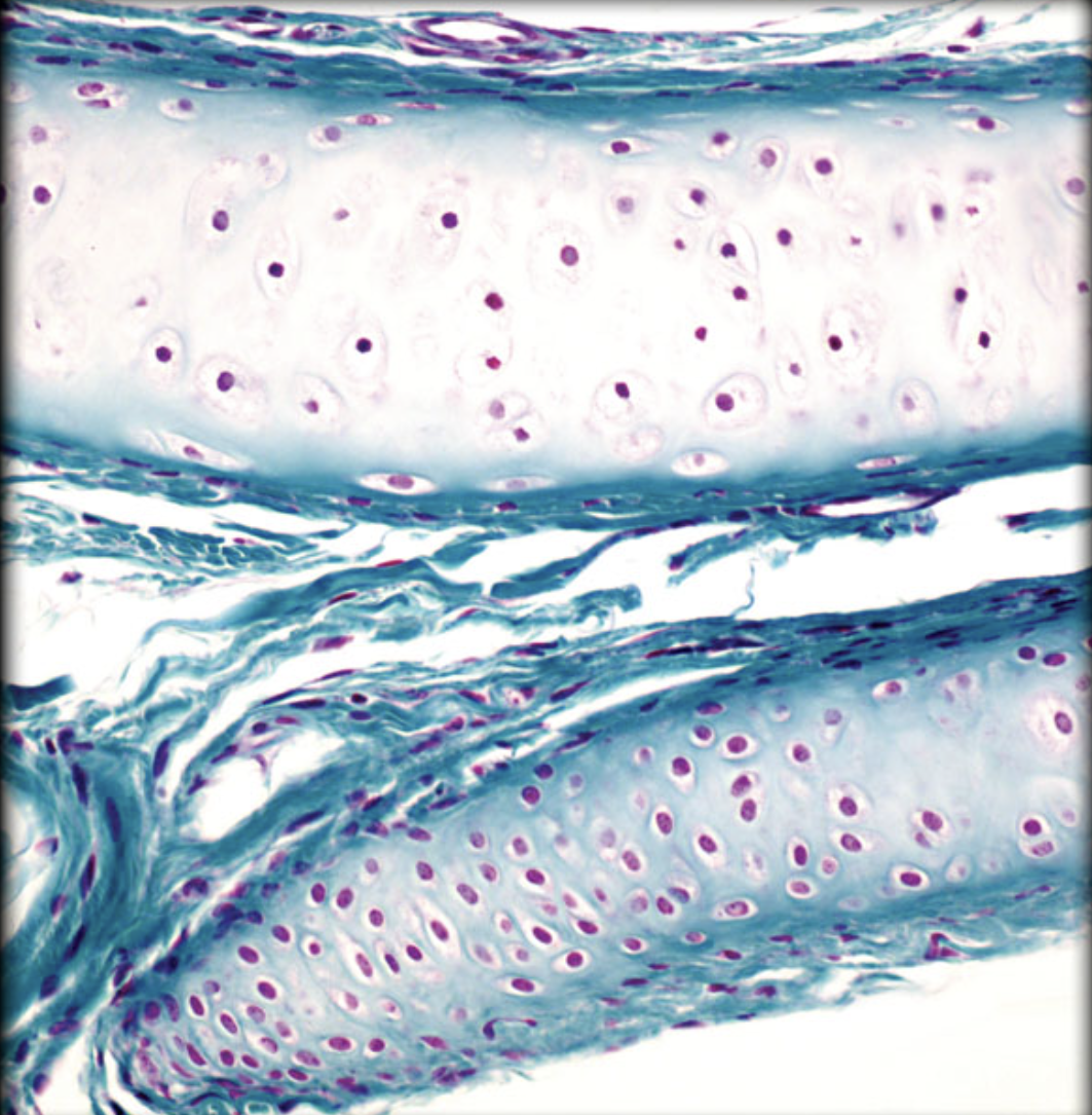 <p>Identify tissue by the image</p>