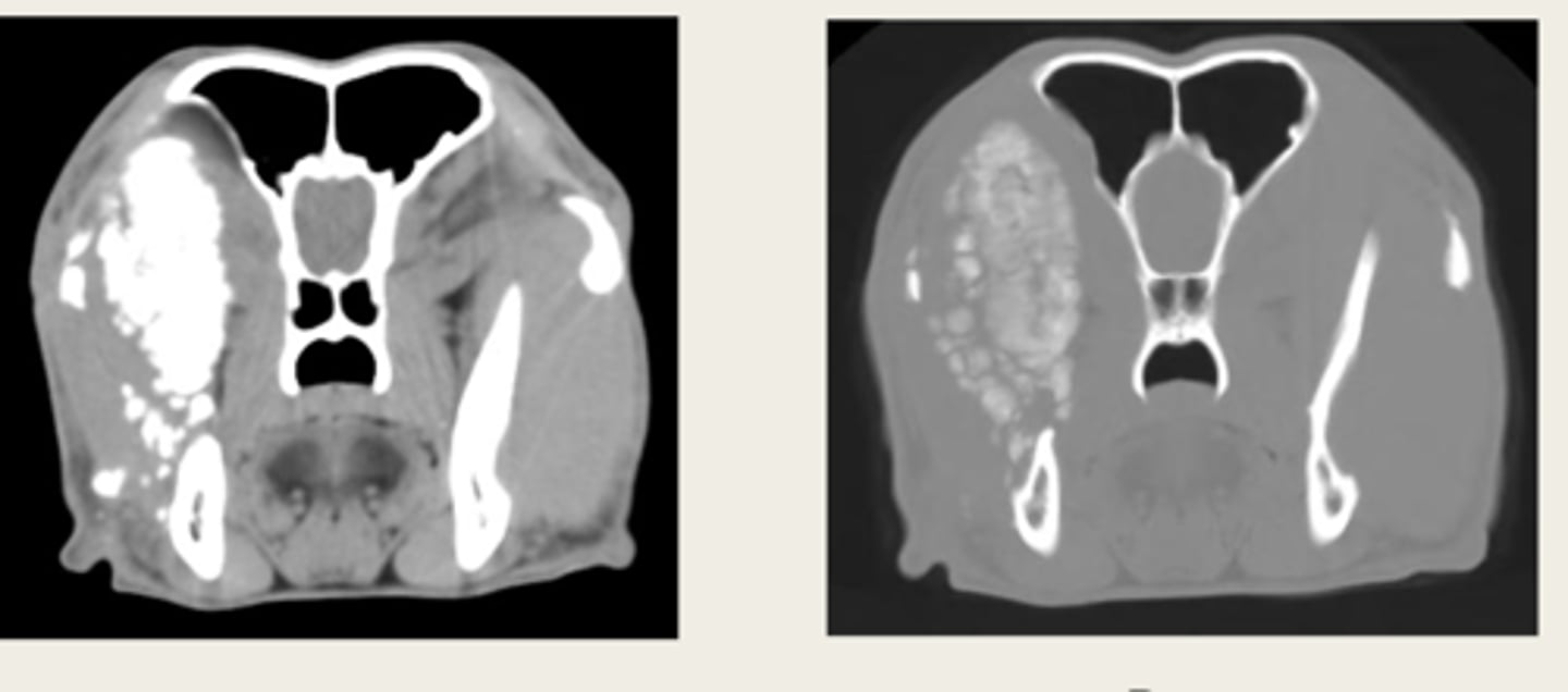 <p>ID the CT windows</p>