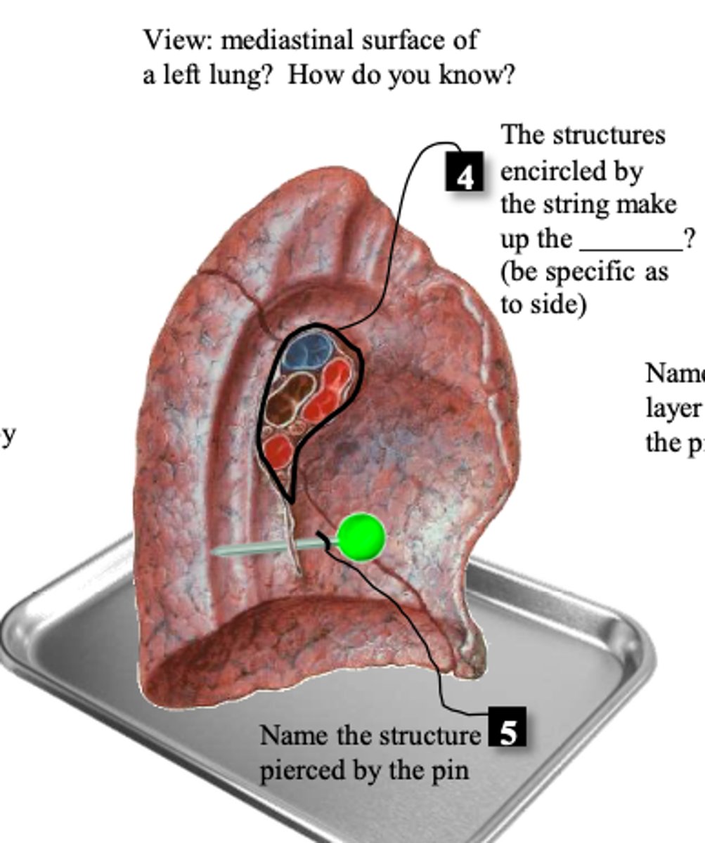 <ul><li><p>collective structure </p></li></ul><p>vessels that enter the left lung</p>