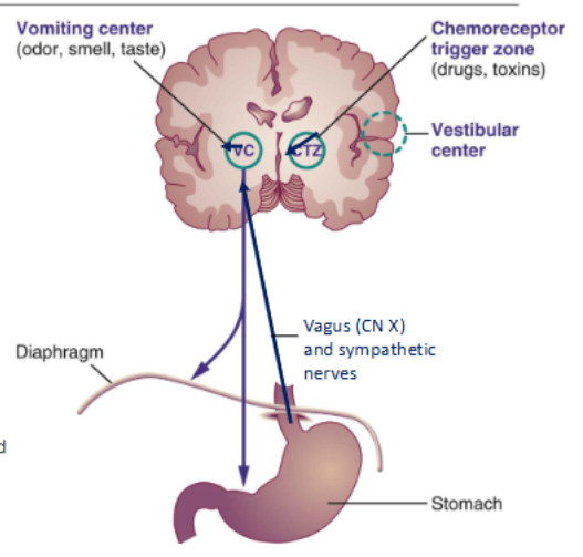<ul><li><p>Vomit center in medulla oblongata - motor activity</p></li><li><p>CTZ on floor of 4th ventricle - BBB less effective here</p></li></ul><p></p><p>*Discharge of CTZ stimulates vomit center. </p>