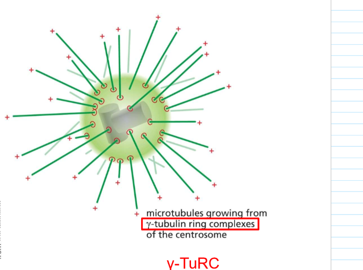 <p>often, minus ends grow from gamma-tubulin ring complexes from the centrosome: Gamma-TuRC</p>