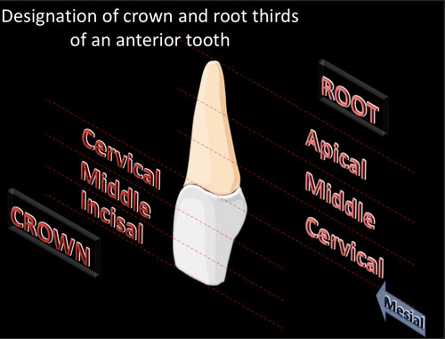 <p>C incisal 1/3</p><p>C middle 1/3</p><p>C cervical 1/3</p><p>R cervical 1/3</p><p>R middle 1/3</p><p>R apical 1/3</p>