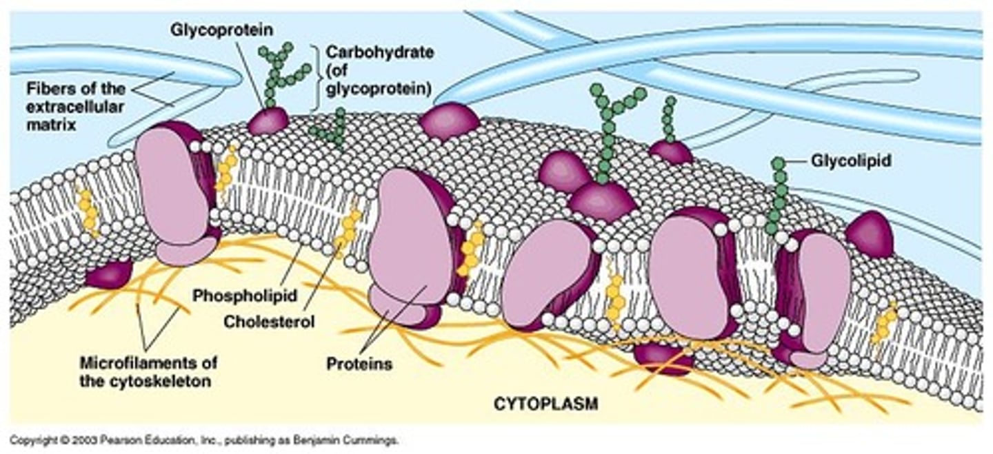 <p>Acts as a boundary between the cell interior and the extracellular environment, controlling what enters and exits the cell.</p>