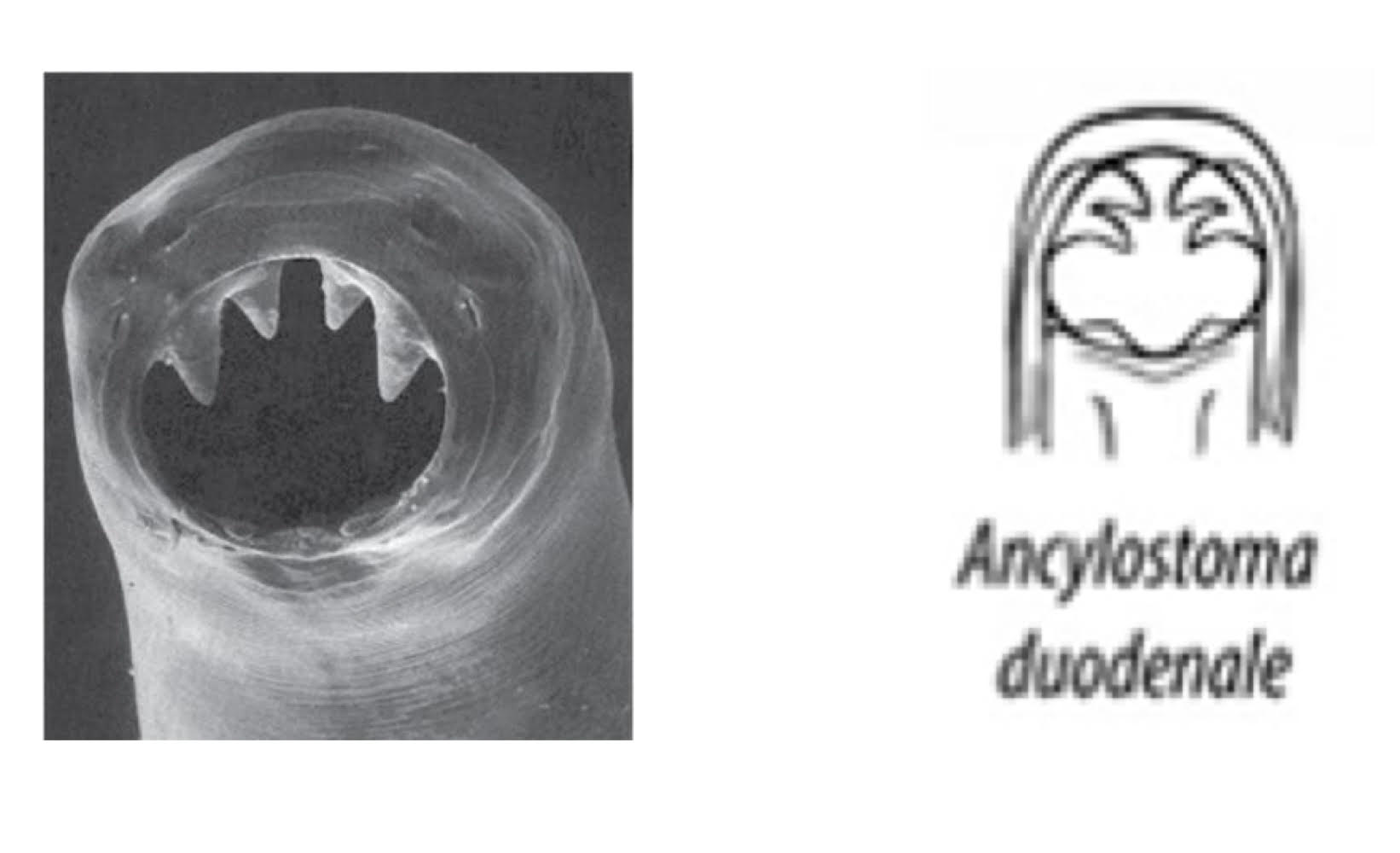 <ul><li><p>from Europe, Asia, Africa </p></li><li><p>buccal cavity </p><ul><li><p>anterior: 2 cutting plates (each with 2 teeth) </p></li></ul></li></ul><p></p>