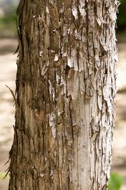 <p>Leaf: alternate, simple, doubly serrated, marescent</p><p>Bark: peely, almost cedar like</p>