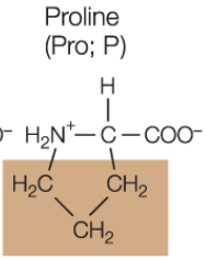 <p>forms a covalent bonds with hydrocarbon side chains, resulting in a <mark data-color="yellow" style="background-color: yellow; color: inherit;">ring </mark>structure</p><ul><li><p>proline more like pro ring</p></li></ul><p></p>