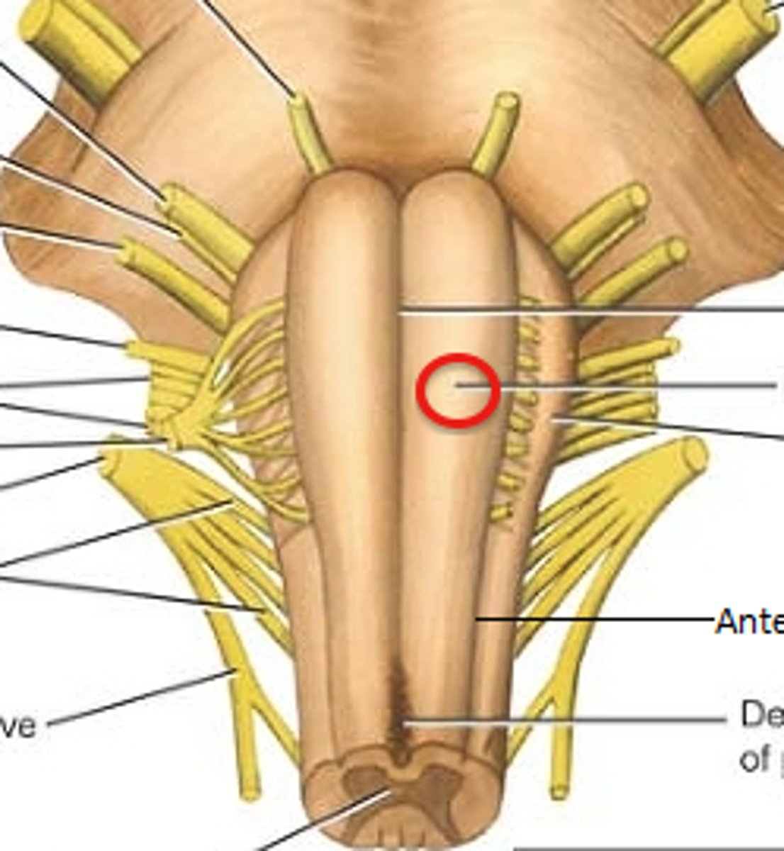 <p>-Pair of ridges on anterior surface resembling side-by-side baseball bats</p><p>-Four pairs of cranial nerves begin or end in medulla (VIII (in part), XI, X, and XII)</p><p>-Separated by anterior median fissure</p>