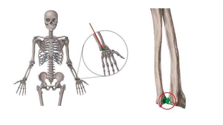 <p>What structure is highlighted in green?</p>