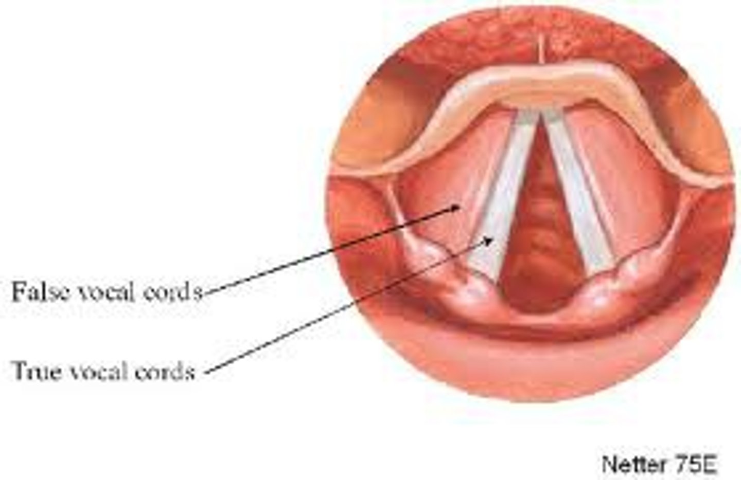 <p>True vocal cords are the ligaments that produced sound</p><p>False vocal cords are a membranous flap that protect the true vocal cords</p>