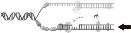 <p><span>The process indicated by the arrow in Figure 7.1 represents</span></p>