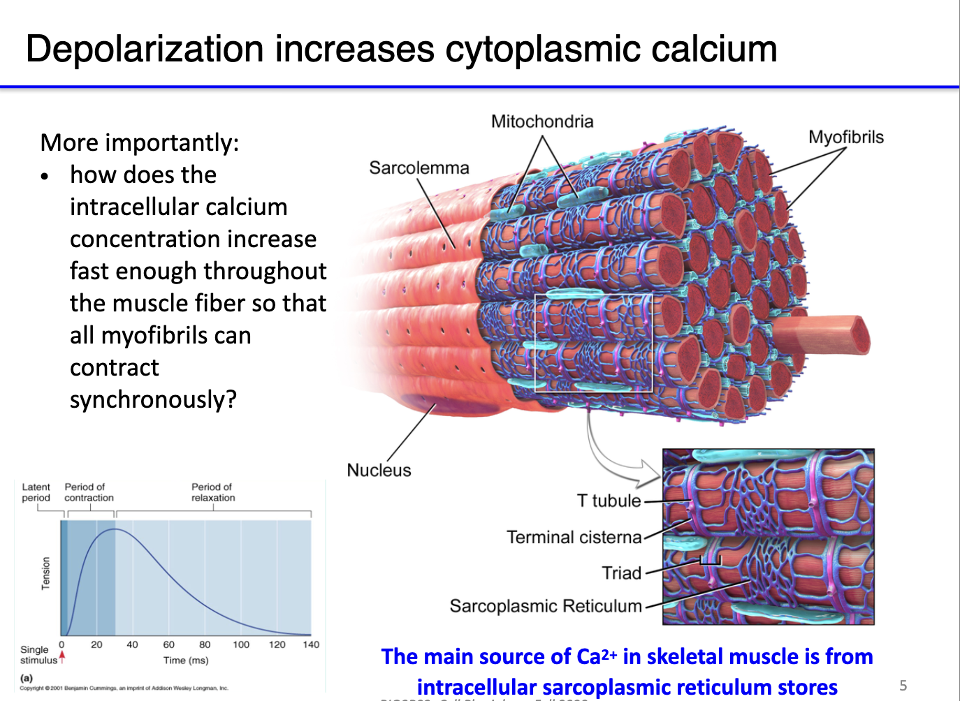<ul><li><p><strong>Depolarization:</strong> Muscle action potentials rapidly increase <strong>cytosolic Ca²⁺</strong>.</p></li><li><p><strong>Sarcolemma &amp; organelles:</strong></p><ul><li><p>Sarcolemma (cell membrane), mitochondria (ATP supply), and <strong>sarcoplasmic reticulum (SR)</strong> store Ca²⁺.</p></li><li><p>SR network wraps around sarcomeres to ensure uniform Ca²⁺ release.</p></li></ul></li><li><p><strong>Function:</strong></p><ul><li><p>Ca²⁺ binds <strong>troponin</strong>, moves tropomyosin → exposes actin for myosin binding.</p></li><li><p><strong>ATP from mitochondria</strong> needed for myosin power stroke.</p></li><li><p>Without ATP → myosin binds actin but cannot contract → <strong>rigor mortis</strong>.</p></li></ul></li><li><p><strong>Key point:</strong> Efficient Ca²⁺ release and ATP availability are critical for synchronized muscle contraction.</p></li></ul><p></p>