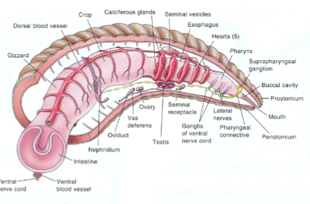 <p>Annelid: Class Clintellata: Subclass Oligiochaeta Digestion</p>
