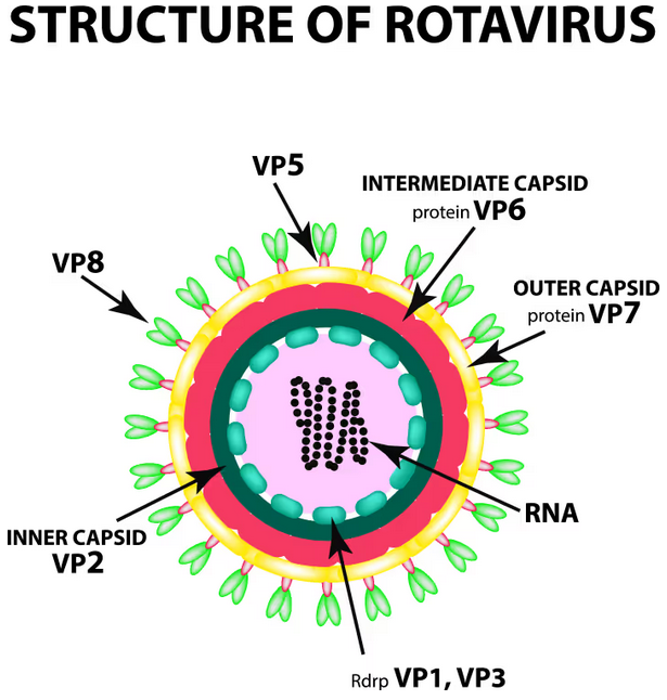 <p>A <strong>double-stranded RNA (dsRNA) virus </strong>with a segmented genome. It is non-enveloped and has an icosahedral capsid.</p>