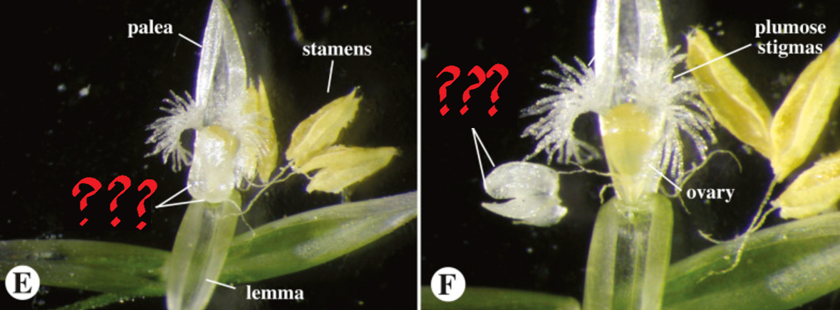 <p>small, scale-like perianth segments surround stamens and the pistil in a floret</p>