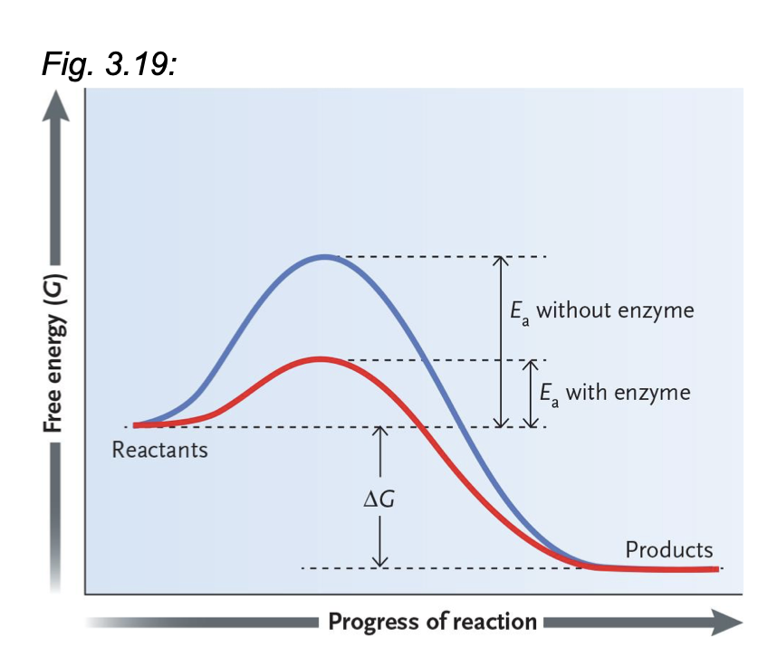 <p>It lowers E<sub>a</sub>&nbsp;</p><p>Reaction occurs at safe temp. for cells</p><p>Reaction occurs rapidly&nbsp;</p>