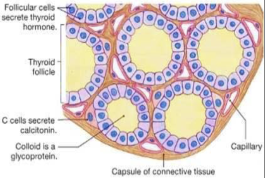 <p>Consists of follicular cells surrounding a lumen filled with colloid</p><p>Colloid is composed of thyroglobulin (precursor of T3 and T4)</p><p>Follicular cells - synthesize thyroglobulin + secrete it in colloid </p><p>Parafollicular cells (C-cells) - secrete calcitonin (regulate calcium homeostasis bu lowering blood calcium levels)</p>