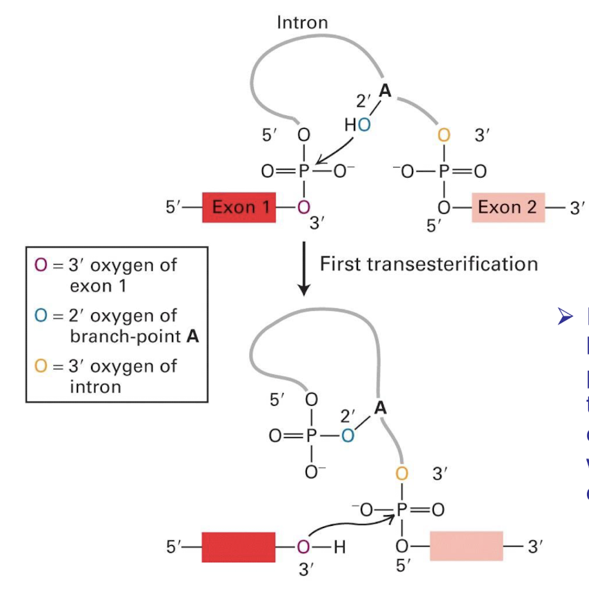 <p>Nucleophilic attack by the 2' (OH) hydroxyl group of adenine in the branch site on the 5' splice site:</p><ul><li><p><strong>Ester bond between the 5′ phosphorus of the intron and the 3′ oxygen </strong><span style="color: red;">(red) </span><strong>of exon 1 is <u>exchanged for an ester bond with the 2′ oxygen</u></strong> <span style="color: blue;">(dark blue)</span> <strong>of the branch-site A residue</strong></p></li></ul><p></p>