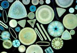 <p>Marine diatoms </p>