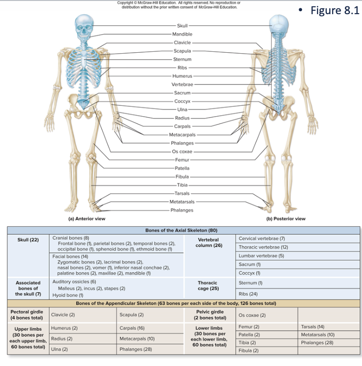 <p>bones of upper and lower limbs &amp; girdles of bones attach limbs to axial skeleton</p><p></p>