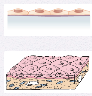 <p>Identify the Epithelium</p>