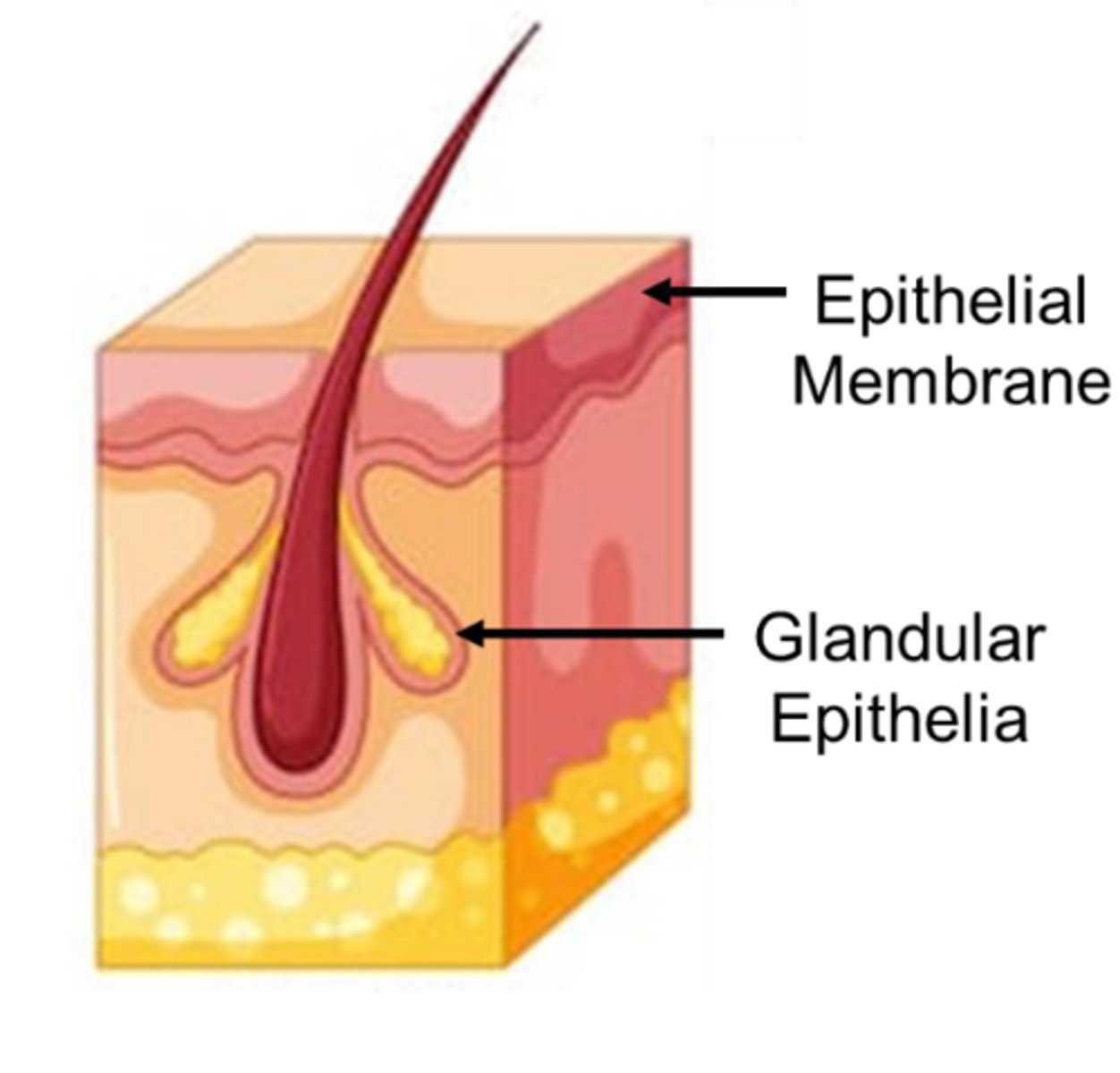 <p>Covering/lining epithelia and glandular epithelia.</p>