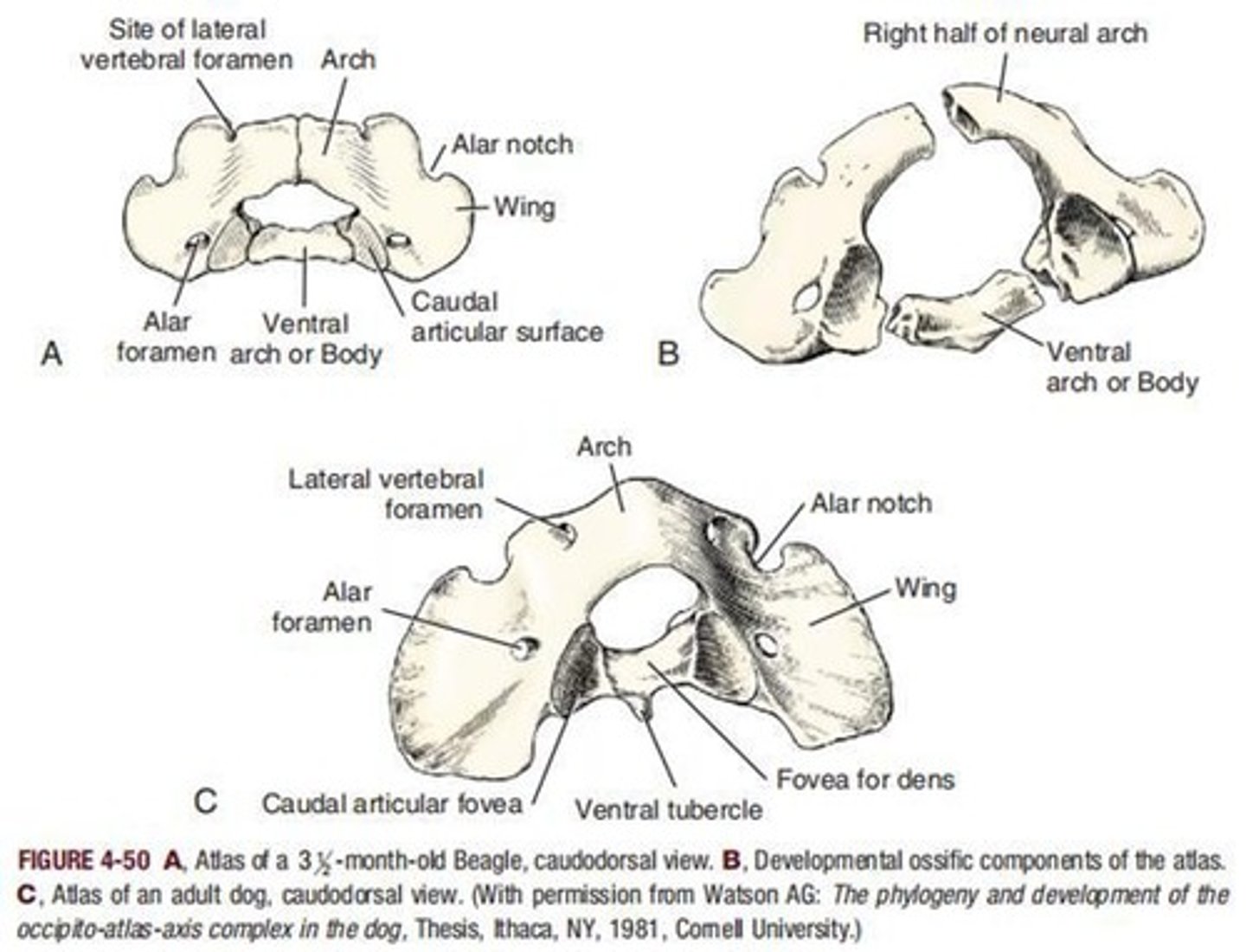 <p>First cervical vertebra, articulates with skull.</p>