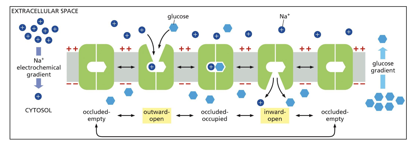 <p><strong>Na<sup>+</sup> Glucose Symporter</strong></p><ul><li><p>Na<sup>+</sup> goes down its electrochemical gradient providing energy (going into the cell)</p></li><li><p>that energy is used to move glucose against its concentration gradient (going into the cell to be used for energy)</p></li></ul><p></p><p>Key notes seen in image:</p><ul><li><p>random oscillations occur between conformations making the direction of transport reversible</p></li><li><p>conformational changes only happen when</p><ul><li><p>both binding sites are occupied: <strong>cooperative binding </strong>of Na<sup>+</sup> and glucose</p></li><li><p>both binding sites are empty: both Na<sup>+</sup> and glucose dissociate</p></li></ul></li></ul><p></p>