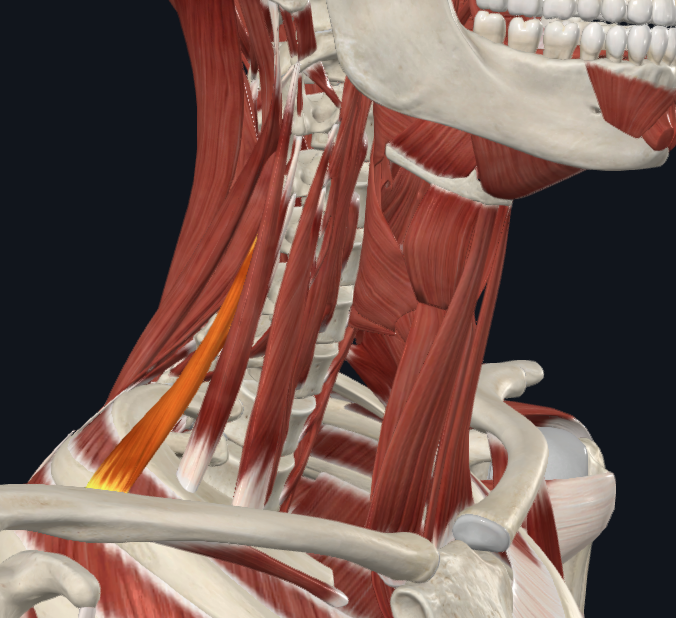 <p>What muscle</p>