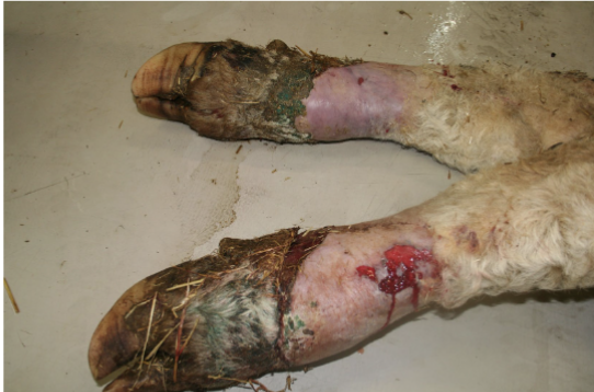 <ul><li><p>lameness (2-6 wk or more after initial ingestion), hindlimbs b4 forelimbs, within ~1 wk, sensation is lost in affected part the dry gangrene sets in</p></li><li><p>tip of tail or ears become necrotic and slough off</p></li><li><p>body temp, pulse, respiration rates increase</p></li><li><p>stimulation of CNS followed by depression (sheep)</p></li></ul><p></p>