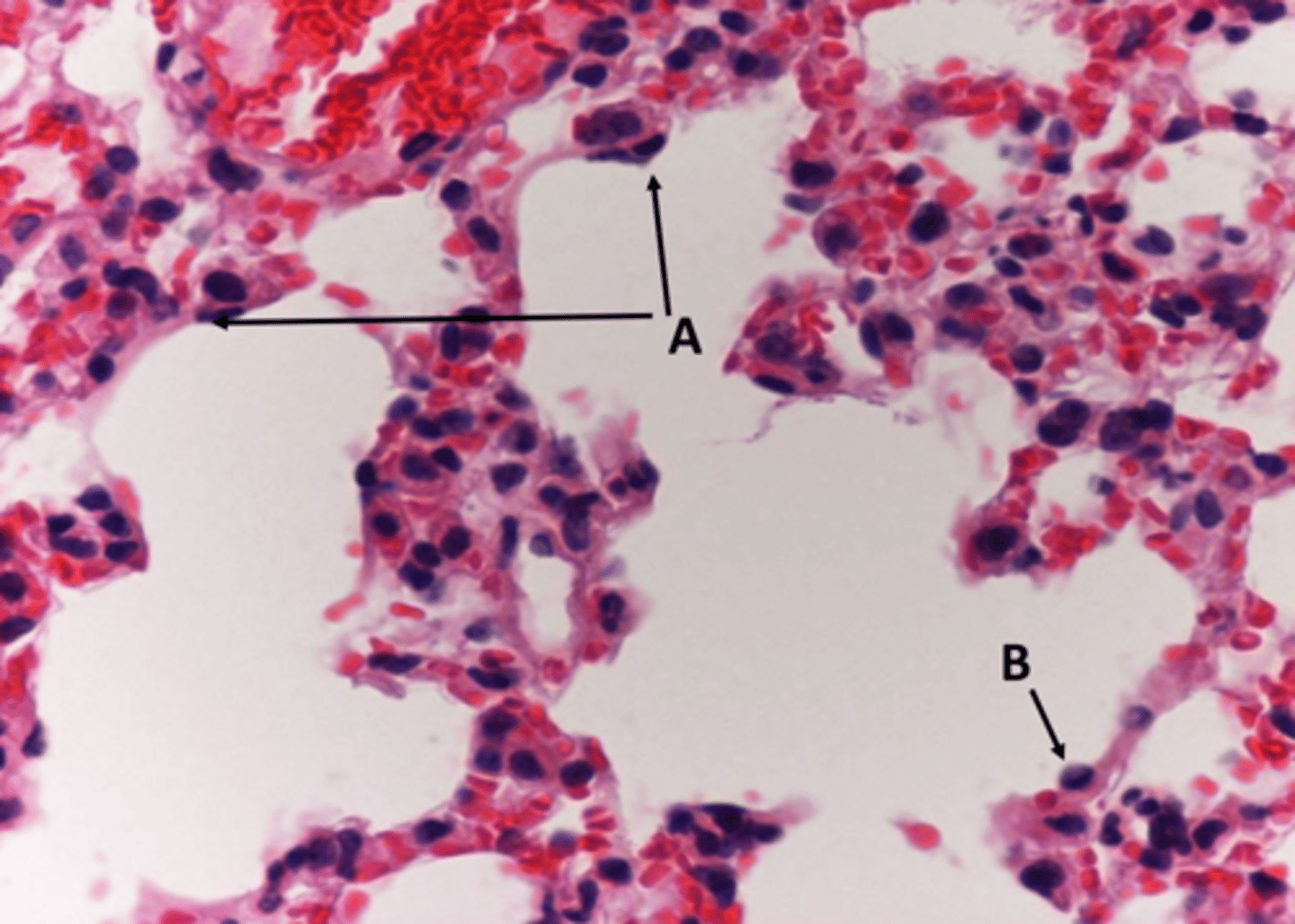 <p>a: cell type</p>