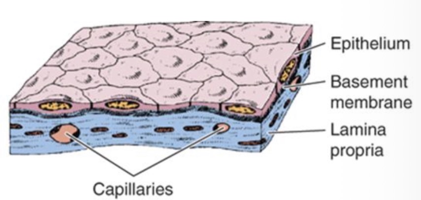 <p>Ploksciosios epitelines lasteles, vienas sluoksnis</p><p>Pamatine membrana</p>