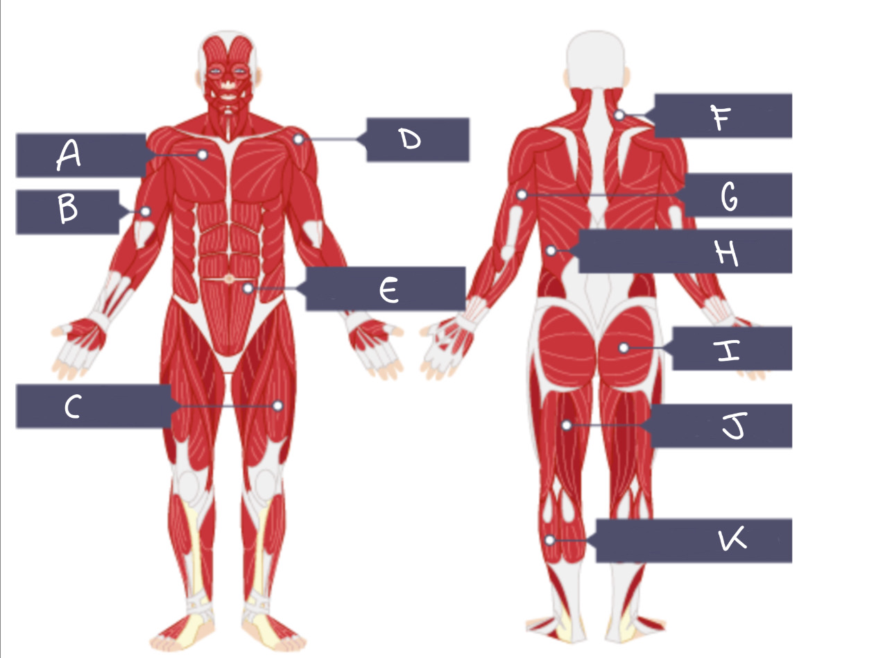 Label the muscles A-K