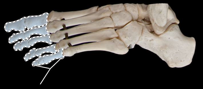 <p>Name this group of bones.</p><p>(Lateral view).</p>
