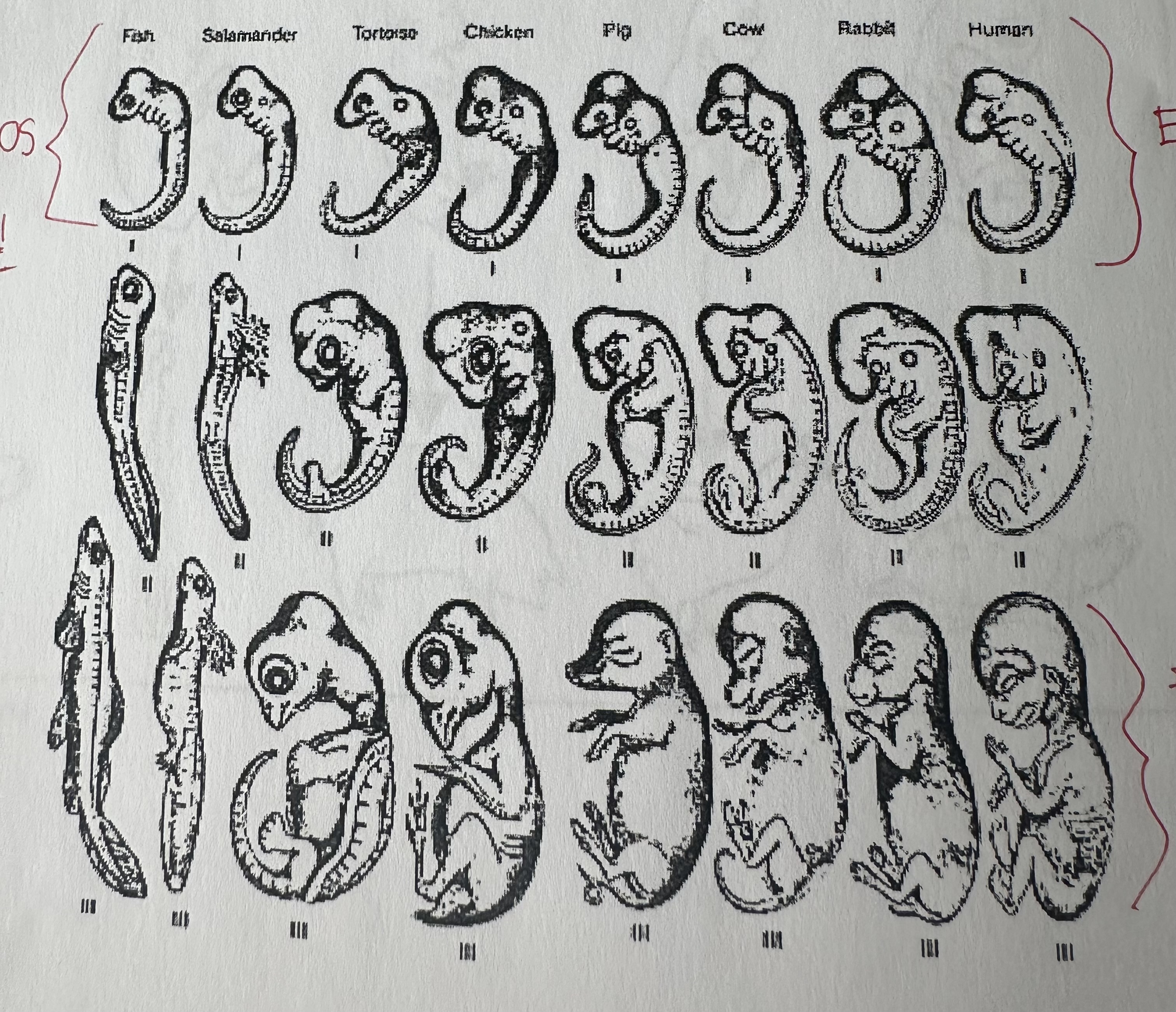 <p>Developed embryos, become more and more dissimilar caused by genes that have changed during evolution through mutations.</p>