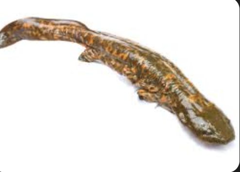 <p>hellbender</p>