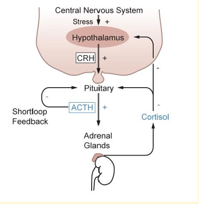 <p><strong>Addison’s disease (HOC) </strong>- Reduced activity of the adrenal glands </p>