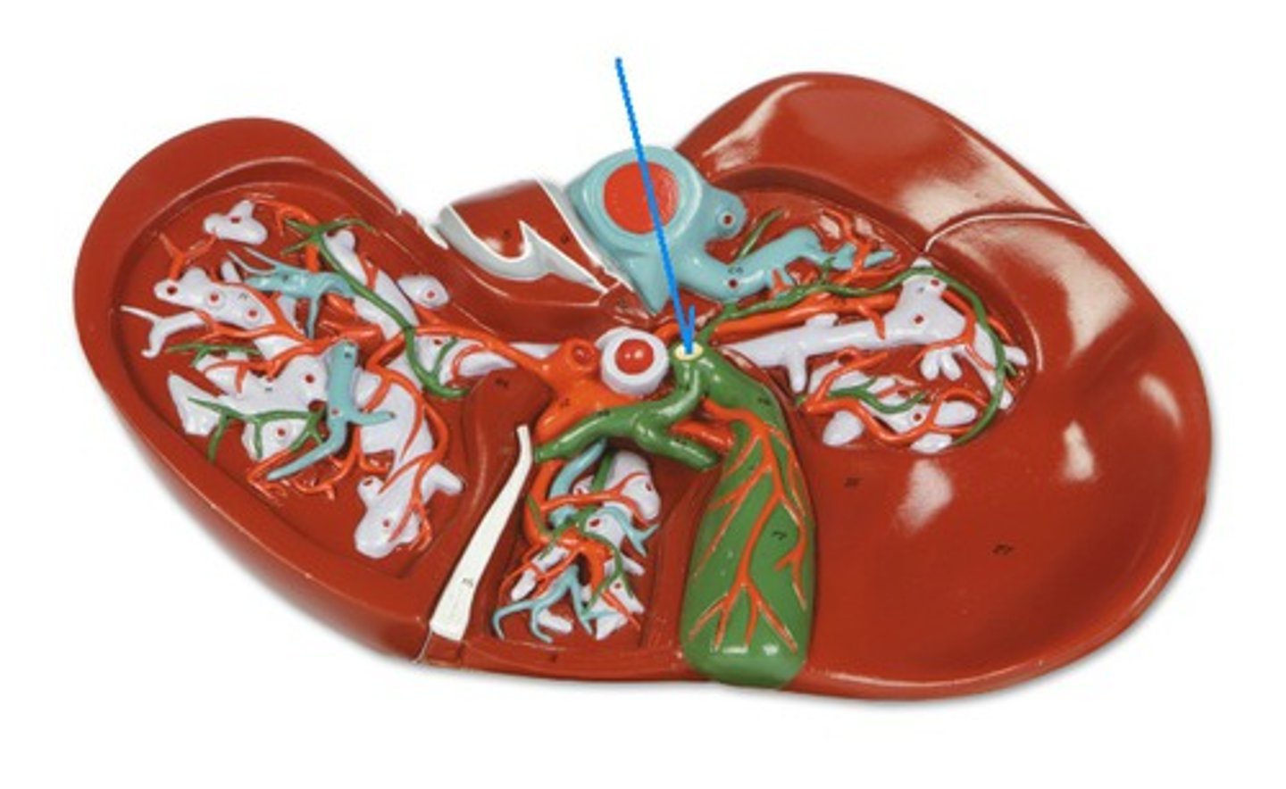 <p>Identify the structure, organ, or bone.</p>