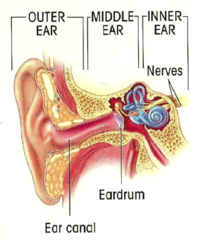 external, middle, internal