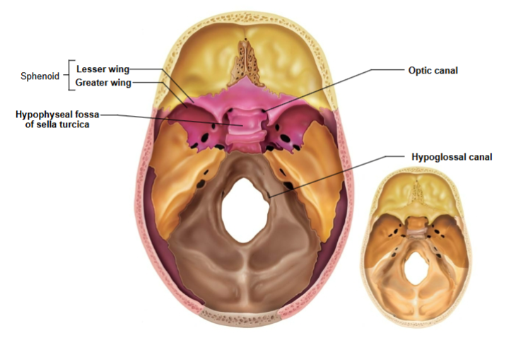 <p>Greater wings- part of orbital cavity</p><p>Sella turcica- midline of sphenoid bone</p><p>Lesser wings- anchors dura mater</p><p>Optic canals- opening at base of lesser wings for cranial nerve II</p>