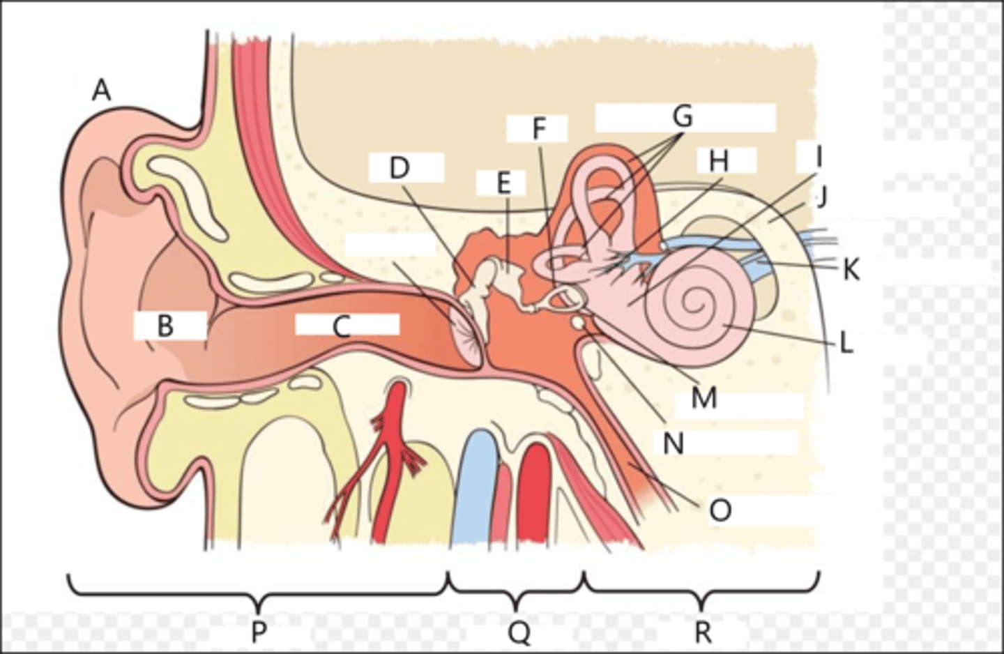 <p>Ear: Identify G, H, and I.</p>