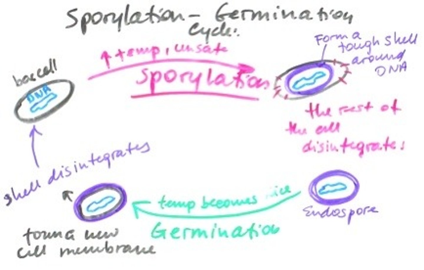 <p>process of forming an endospore</p><p>-DNA replicates</p><p>-membrane forms around dna</p><p>-forespore forms more membranes</p><p>-protective cortex forms around spore</p><p>-protein coat forms around cortex</p><p>-spore is released</p>