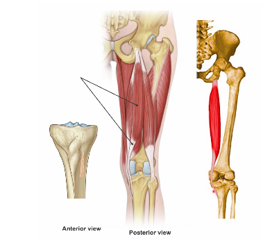 <p>semitendinosus O I A </p>