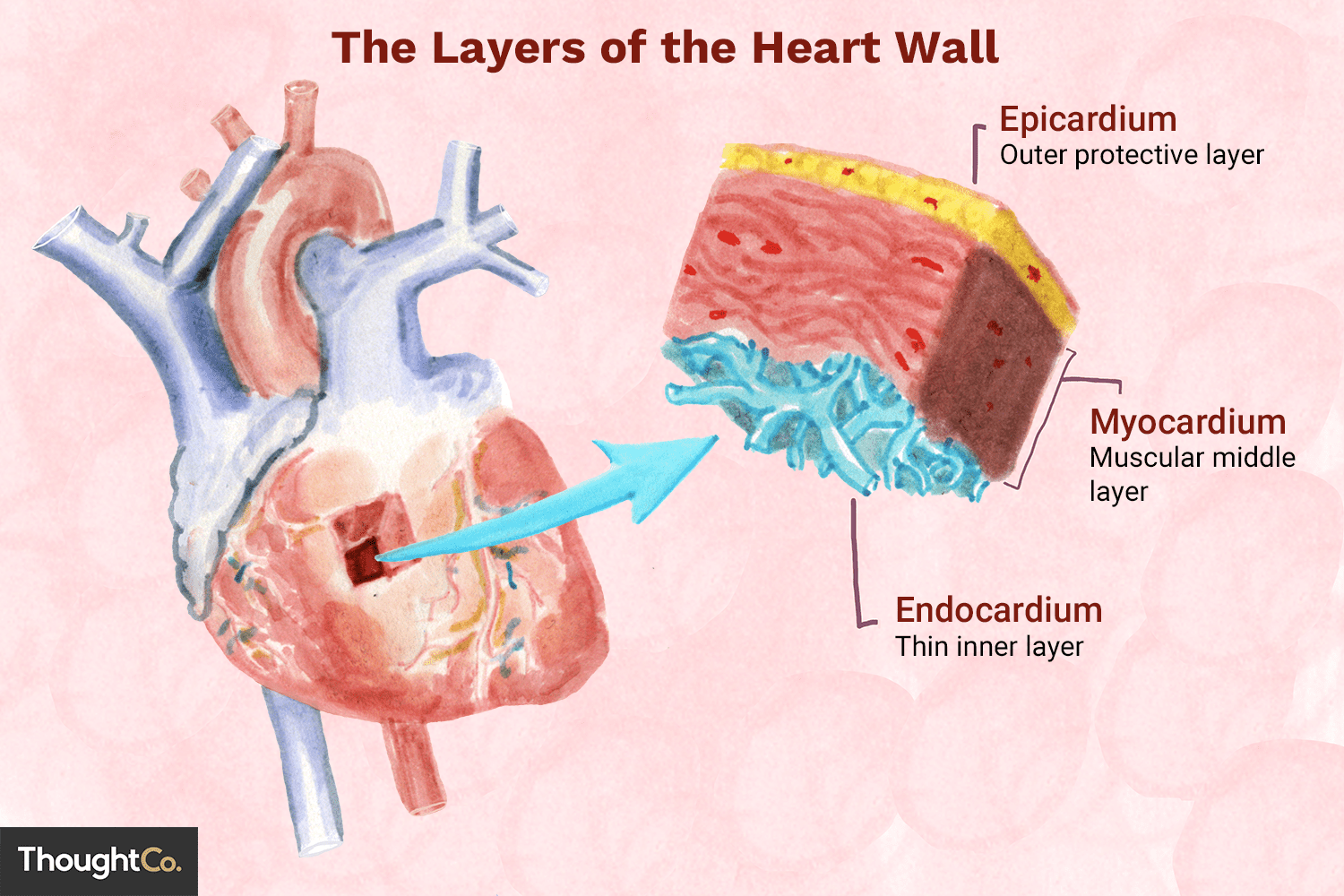 <p>middle layer, muscle and thickest</p>