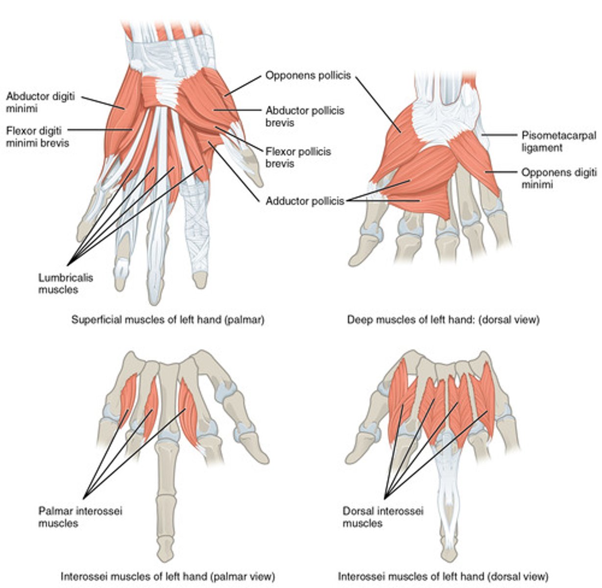 <p>Cause fine finger movements; include Thenar eminence, Hypothenar eminence, and Midpalmar muscles</p>