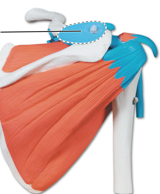 <p>What ligament is highlighted here?</p>