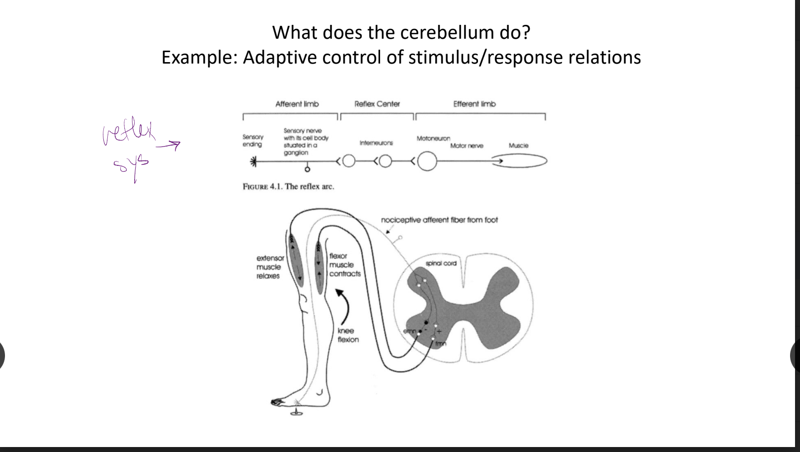 ex: adaptive control of stimulus/response relations (what does cerebellum do)