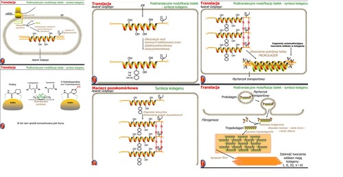 1. Wejście białka do ER
2. Odcięcie sekwencji sygnałowej przez peptydazę sygnałową.
3. Hydroksylacja niektórych reszt prolinowych i lizynowych z udziałem Fe2+ i askorbinianu
4. Tworzenie mostków disiarczkowych pomiędzy cysteinami
5. Przyłączanie reszt cukrowych (glikozylacja) przez galaktyozylotransferazę i glukozyotransferazę - ułatwiają one utrzymanie cząstek prokolagenu w formie rozpuszczalnej
6. Łączenie sięze sobą peptydów w jeden Prokolagen z potrójną helisą (przez tworzenie się mostków disiarczkowych)
7. Cząstki prokolagenu wydostają się na zewnątrz przez pęcherzyki transportowe
8. Peptydaza kolagenowa odcina końcowe oligosacharydy
9. Oksydaza lizylowa - niektóre reszty lizyny zmieniają się w reszty allizyny w określonych punktach ->> łączenie tropokolagenów (mostki poprzeczne pomiędzy lizyną a allizyną)
10. Powstają włókna kolagenowe