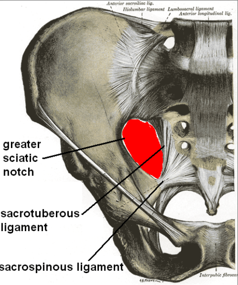<p>From sacrum &amp; coccyx → to ischial spine…. ANTERIOR</p>